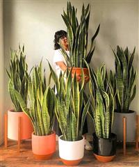 Tìm Hiểu Chi Tiết Trồng Cây Lưỡi Hổ Trước Nhà Có Tốt Không? Tìm Hiểu Chi Tiết Trồng Cây Lưỡi Hổ Trước Nhà Có Tốt Không?